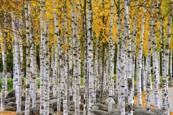 Birch trees (Betula) in a municipal park in Augsburg, administrative district of Swabia, Bavaria, Germany