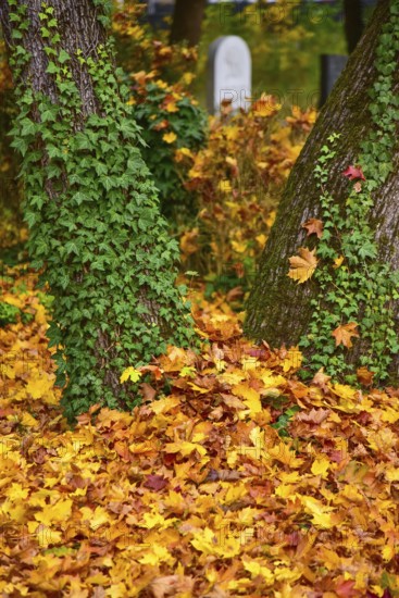 Ivy (Hedera helix) on a tree in a cemetery in Bavaria, Germany