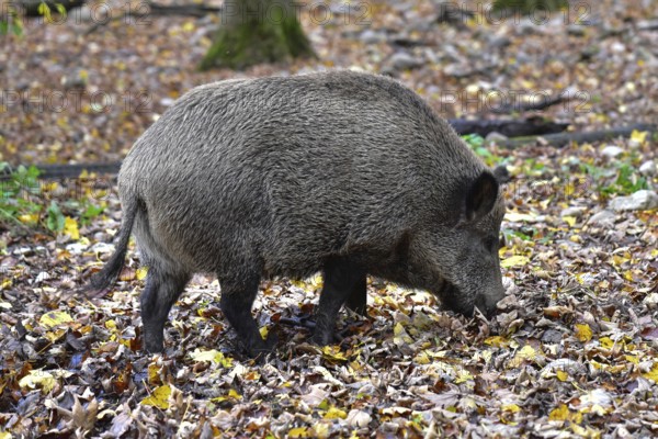 Wild boar (Sus scrofa), also known as wild boar, searching for food in a forest clearing in Bavaria, Germany