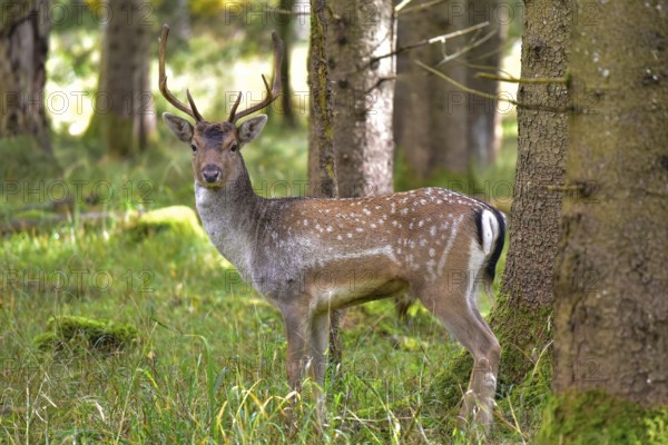 Fallow deer with magnificent antler shovels (Dama dama) in autumn forest in Bavaria, Germany
