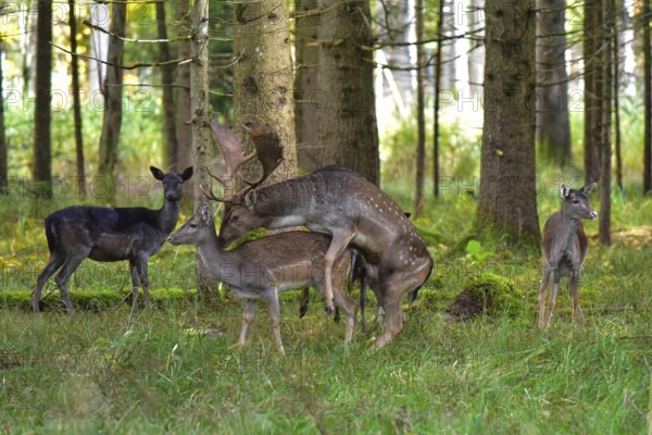 Fallow deer in a rut (Dama dama) mated a doe from its pack, Bavaria, Germany