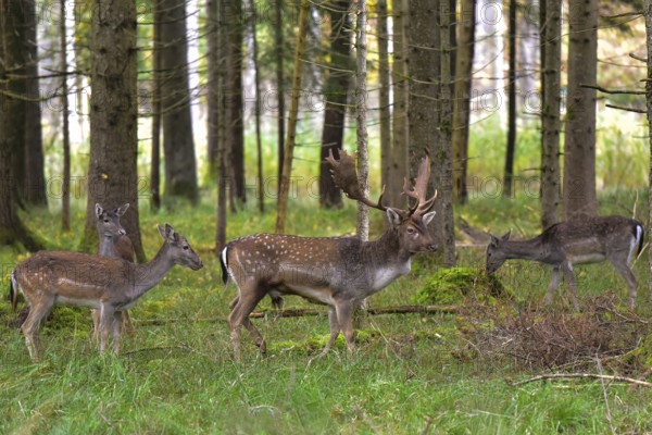 Fallow deer with magnificent antler shovels (Dama dama) in an autumn forest surrounded by its herd of deer cows, Bavaria, Germany