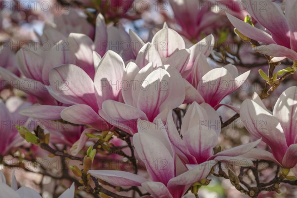 Magnolia tree, Bad Cannstatt, Stuttgart, Baden-Württemberg Germany