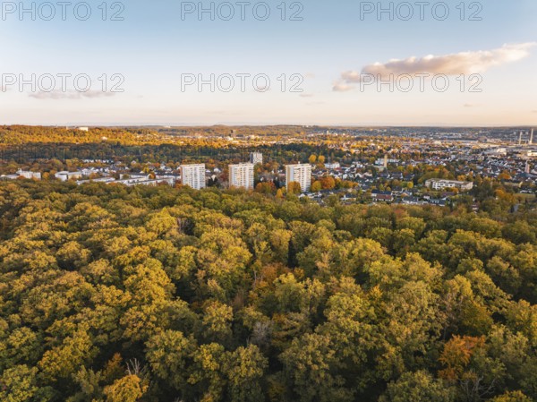 Large forest with skyscrapers in the background at setting sun, Sindelfingen, Böblingen district, Germany