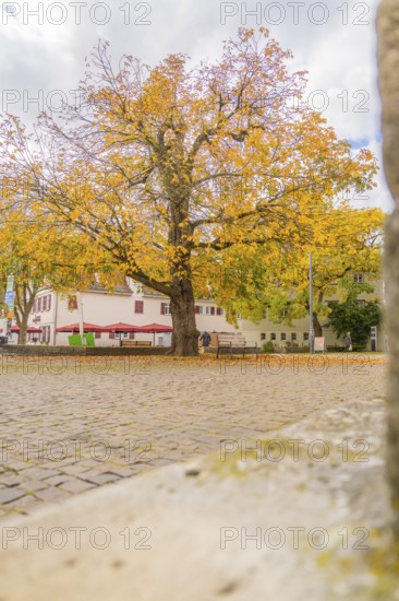 Large tree with bright autumn leaves in front of bright buildings and sky, Sindelfingen, Böblingen district, Germany