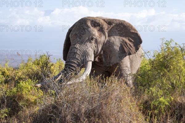 African elephant (Loxodonta africana) eats leaves, the famous Super Tusker elephant Craig, old male with long tusks, Kajiado County, Kenya