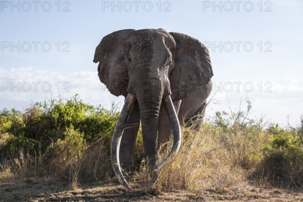 African elephant (Loxodonta africana) the famous Super Tusker elephant Craig, old male with long tusks, Kajiado County, Kenya