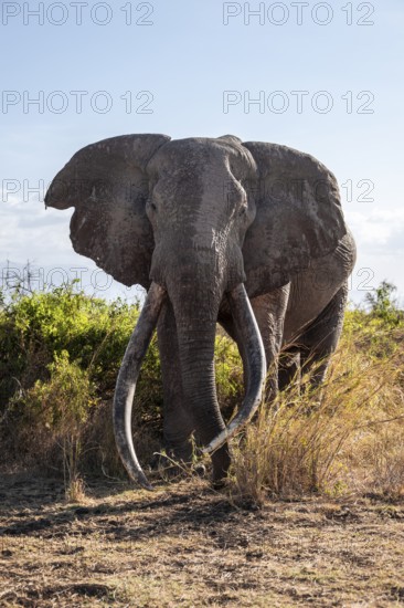 African elephant (Loxodonta africana) the famous Super Tusker elephant Craig, old male with long tusks, Kajiado County, Kenya