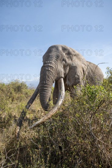 African elephant (Loxodonta africana) eats leaves, the famous Super Tusker elephant Craig, old male with long tusks, Kajiado County, Kenya