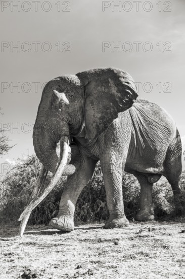 African elephant (Loxodonta africana) the famous Super Tusker elephant Craig, old male with long tusks, black and white, Kajiado County, Kenya