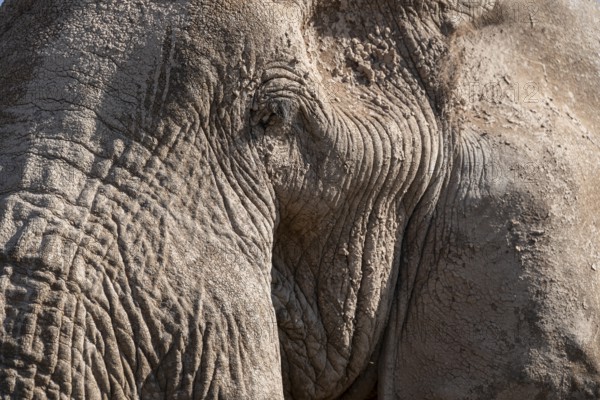 African elephant (Loxodonta africana) detail with eye, animal portrait, the famous Super Tusker elephant Craig, old male with long tusks, Kajiado County, Kenya