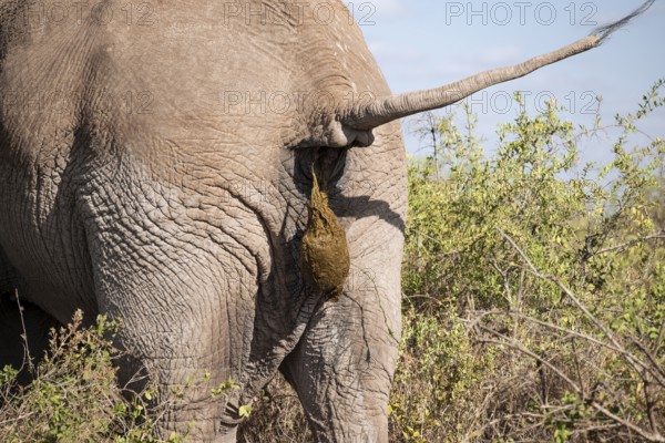 African elephant (Loxodonta africana) detail, from behind, craps, Kajiado County, Kenya