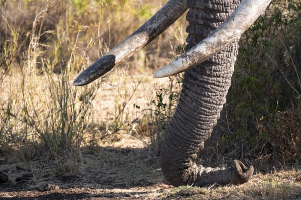 African elephant (Loxodonta africana) detail trunk and tusks, the famous Super Tusker elephant Craig, old male with long tusks, Kajiado County, Kenya