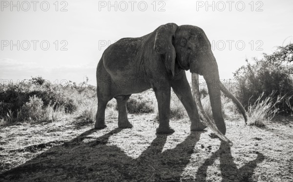African elephant (Loxodonta africana) the famous Super Tusker elephant Craig, old male with long tusks, black and white, Kajiado County, Kenya
