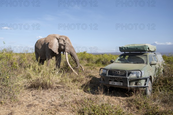 Off-road vehicle with African elephant (Loxodonta africana) the famous Super Tusker elephant Craig, old male with long tusks, Kajiado County, Kenya