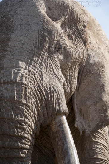 African elephant (Loxodonta africana) animal portrait, detail, the famous Super Tusker elephant Craig, old male with long tusks, Kajiado County, Kenya