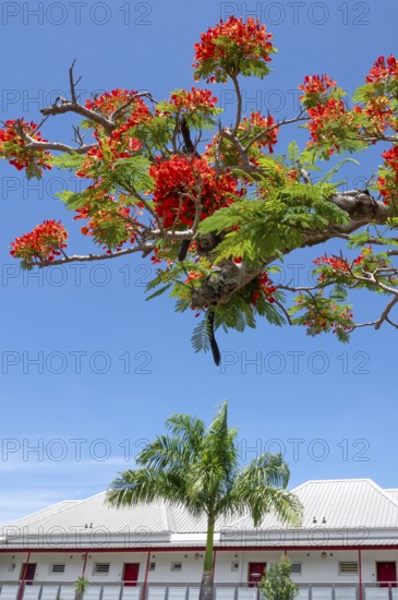 An intensely red-blooming flame tree (Delonix regia) contrasts with the blue sky over a white building with red shutters and a tall, steep aluminum roof and a tall, slender palm tree in the foreground, Saint-Gilles-les-Hauts, La Reunion, France
