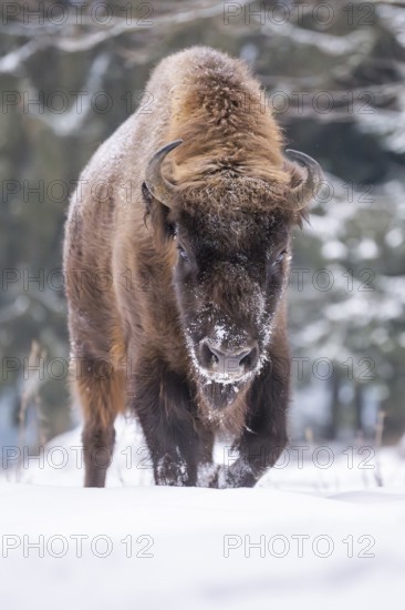European bison (Bison bonasus) or Wisent standing on a meadow next to the forest in winter, snow, Bavaria, Germany