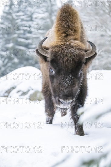 European bison (Bison bonasus) or Wisent walking on a meadow next to the forest in winter, snow, Bavaria, Germany