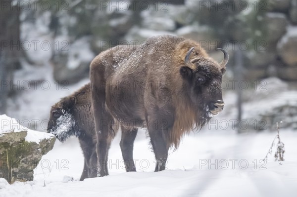 European bison (Bison bonasus) or Wisent walking on a meadow next to the forest in winter, snow, Bavaria, Germany