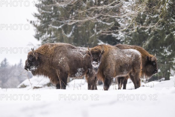 European bison (Bison bonasus) or Wisent standing on a meadow next to the forest in winter, snow, Bavaria, Germany