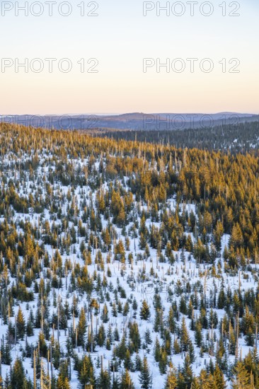 Norway spruce (Picea abies) trees and dead tree trunks from an aerial perspective at sunrise in winter, mount Lusen, Bavarian Forest, Bavaria, Germany