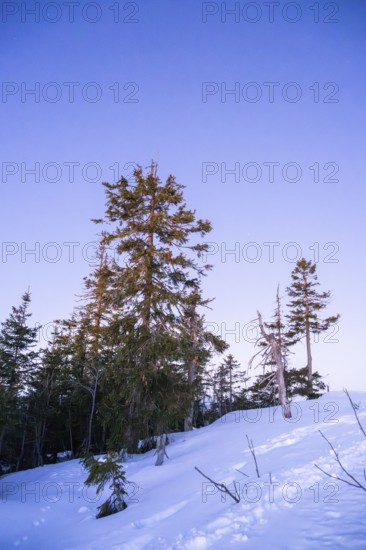 Trees standing at Mount Lusen in the bavarian forest at sunrise at winter, Bavaria, Germany