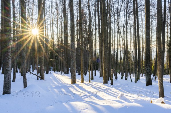 European beech or common beech (Fagus sylvatica) with the moring sun coming through the trees in winter at mount Lusen, bavarian forest, Bavaria, Germany