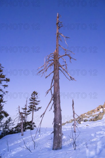 Trees standing at Mount Lusen in the bavarian forest at sunrise at winter, Bavaria, Germany