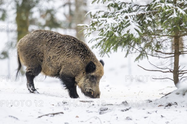 Wild boar (Sus scrofa) standing in a forest in winter, snow, Bavaria, Germany