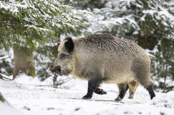 Wild boar (Sus scrofa) walking in a forest in winter, snow, Bavaria, Germany