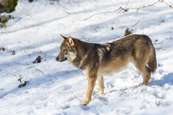European gray wolf (Canis lupus lupus) standing in a forest in winter, snow, Bavaria, Germany