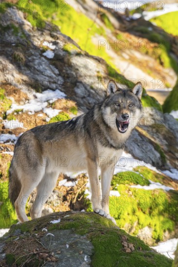 European gray wolf (Canis lupus lupus) standing in a forest in winter, snow, Bavaria, Germany