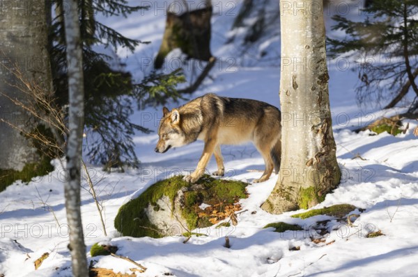 European gray wolf (Canis lupus lupus) walking in a forest in winter, snow, Bavaria, Germany