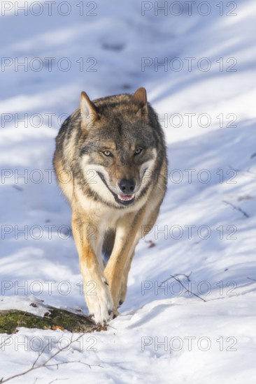 European gray wolf (Canis lupus lupus) walking in a forest in winter, snow, Bavaria, Germany