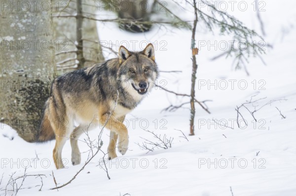 European gray wolf (Canis lupus lupus) walking in a forest in winter, snow, Bavaria, Germany