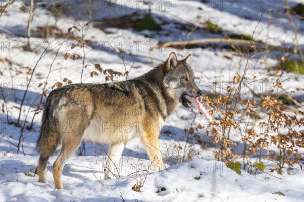 European gray wolf (Canis lupus lupus) standing in a forest in winter, snow, Bavaria, Germany