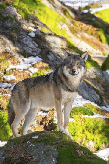 European gray wolf (Canis lupus lupus) standing in a forest in winter, snow, Bavaria, Germany