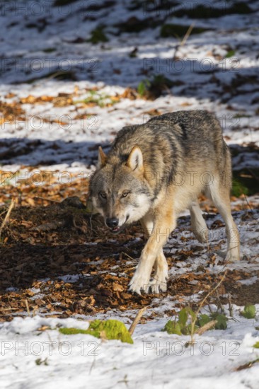 European gray wolf (Canis lupus lupus) walking in a forest in winter, snow, Bavaria, Germany