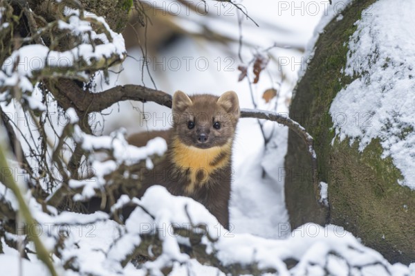 European pine marten (Martes martes) standing in the snow in winter, National Park Bavarian Forest, Bavaria, Germany