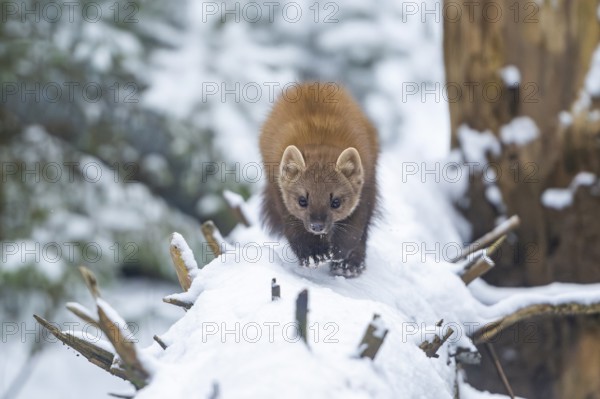 European pine marten (Martes martes) in the snow in winter, National Park Bavarian Forest, Bavaria, Germany