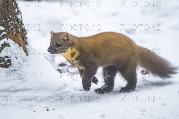 European pine marten (Martes martes) running in the snow in winter, National Park Bavarian Forest, Bavaria, Germany