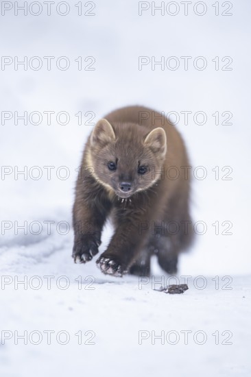 European pine marten (Martes martes) running in the snow in winter, National Park Bavarian Forest, Bavaria, Germany