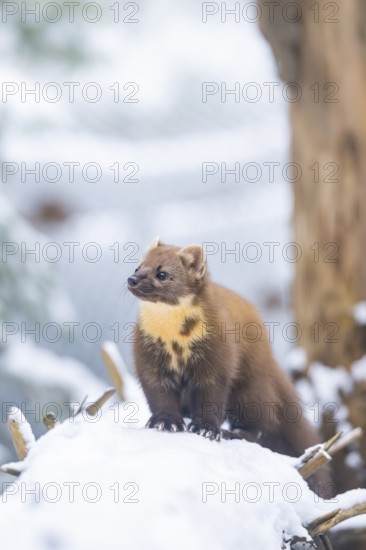 European pine marten (Martes martes) standing in the snow in winter, National Park Bavarian Forest, Bavaria, Germany