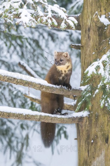 European pine marten (Martes martes) standing standing on a tree in winter, National Park Bavarian Forest, Bavaria, Germany