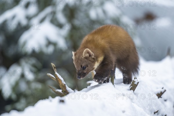 European pine marten (Martes martes) walking in the snow in winter, National Park Bavarian Forest, Bavaria, Germany
