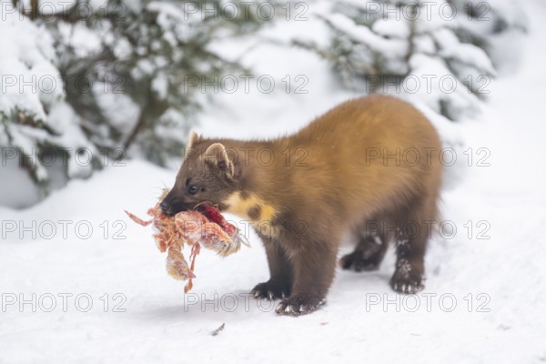 European pine marten (Martes martes) with a chick in his mouth standing in the snow in winter, National Park Bavarian Forest, Bavaria, Germany