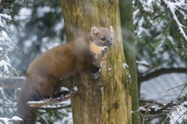 European pine marten (Martes martes) standing standing on a tree in winter, National Park Bavarian Forest, Bavaria, Germany
