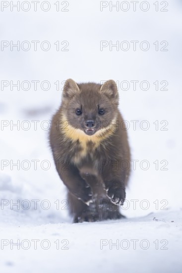 European pine marten (Martes martes) running in the snow in winter, National Park Bavarian Forest, Bavaria, Germany