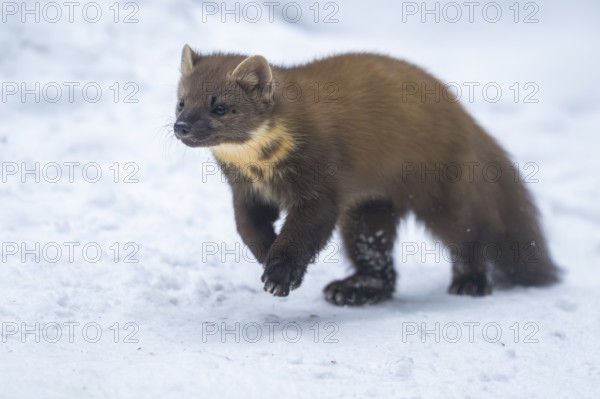 European pine marten (Martes martes) running in the snow in winter, National Park Bavarian Forest, Bavaria, Germany